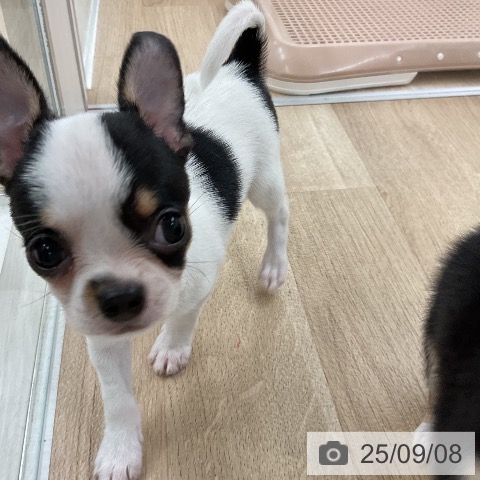 チワワの写真