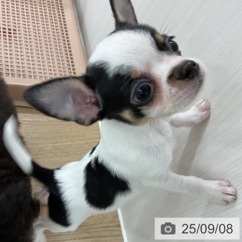チワワの写真