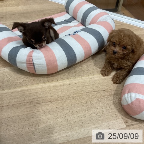チワワの写真