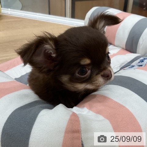 チワワの写真