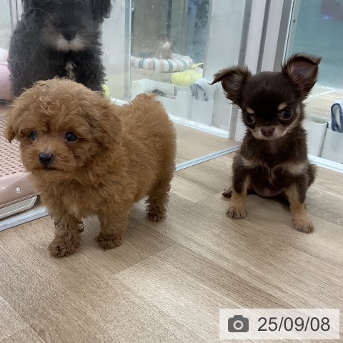 チワワの写真