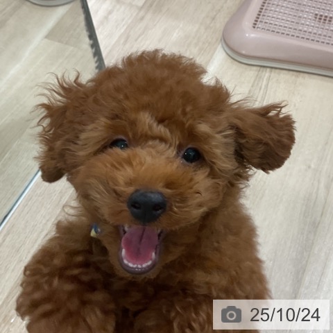 トイ・プードルの写真