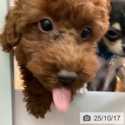 トイ・プードルの写真