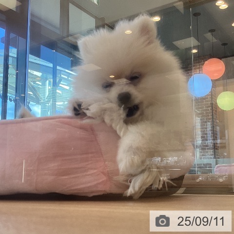 ポメラニアンの写真