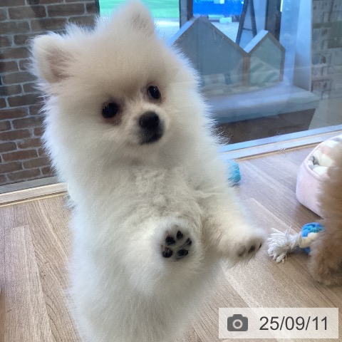 ポメラニアンの写真