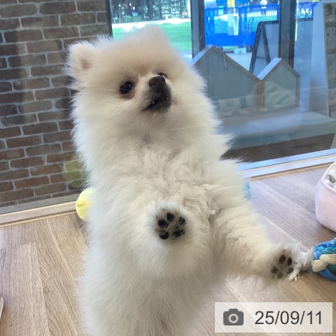 ポメラニアンの写真