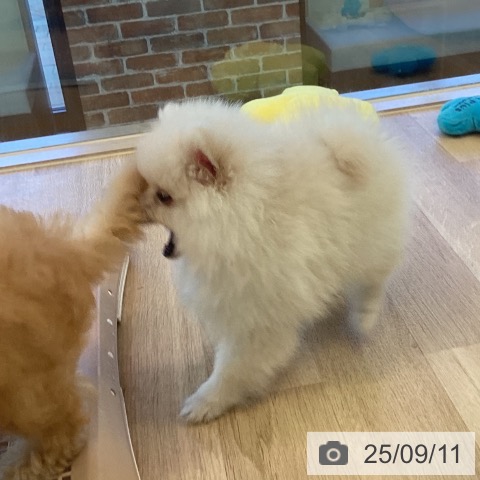 ポメラニアンの写真