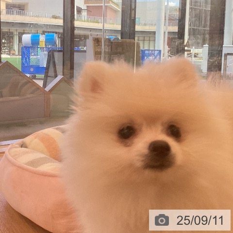 ポメラニアンの写真