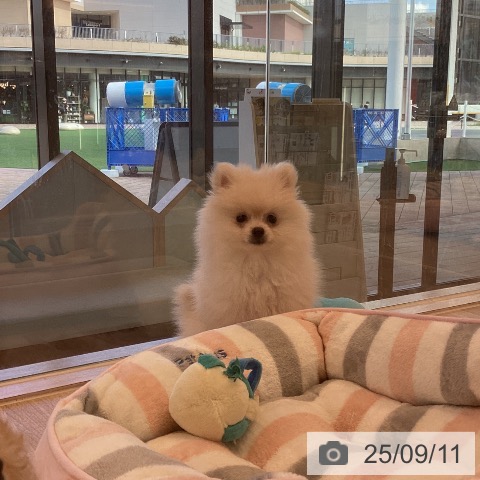 ポメラニアンの写真