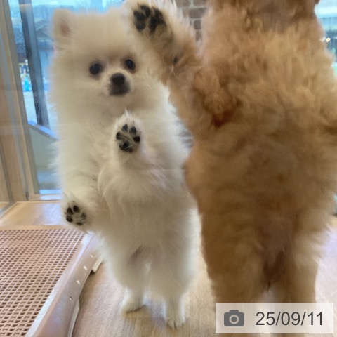 ポメラニアンの写真