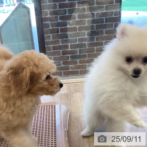 ポメラニアンの写真