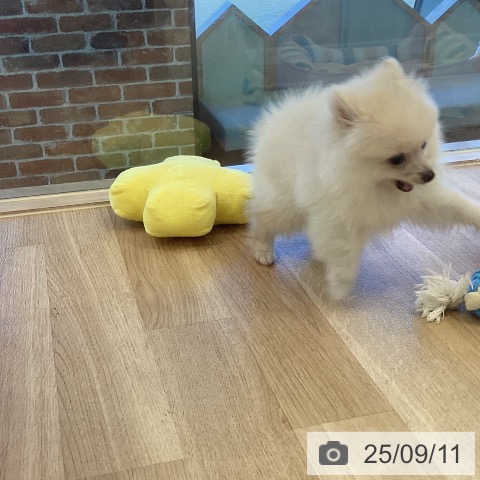 ポメラニアンの写真