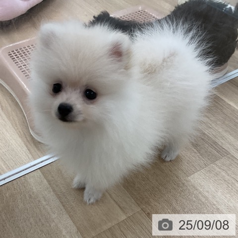 ポメラニアンの写真