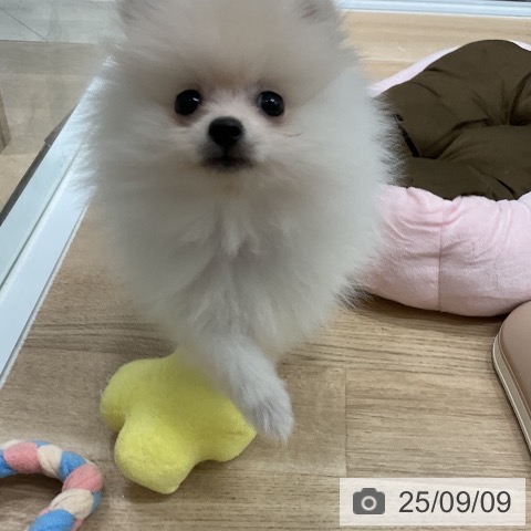 ポメラニアンの写真