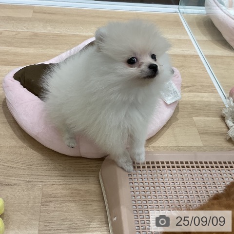 ポメラニアンの写真