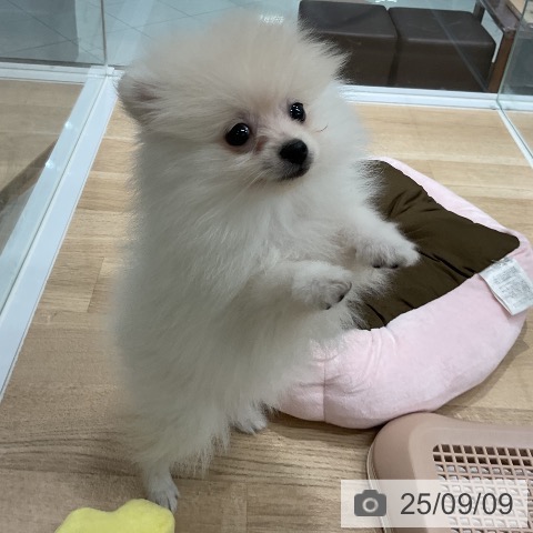ポメラニアンの写真