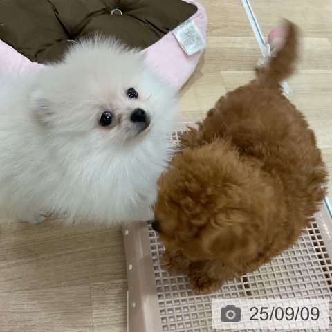 ポメラニアンの写真