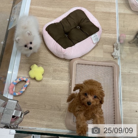 ポメラニアンの写真