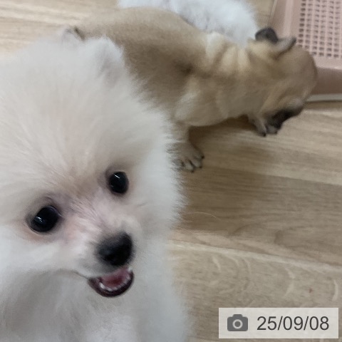 ポメラニアンの写真