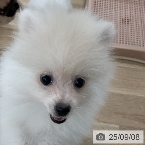 ポメラニアンの写真
