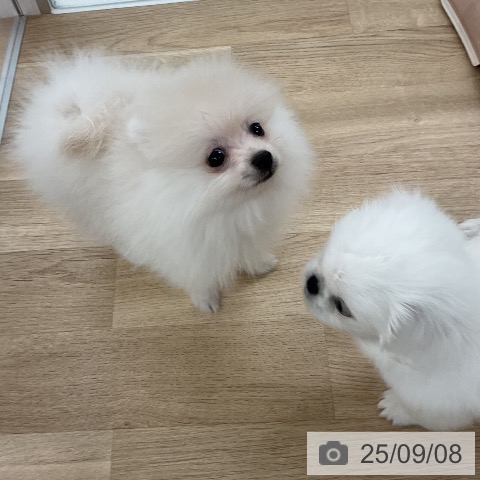 ポメラニアンの写真