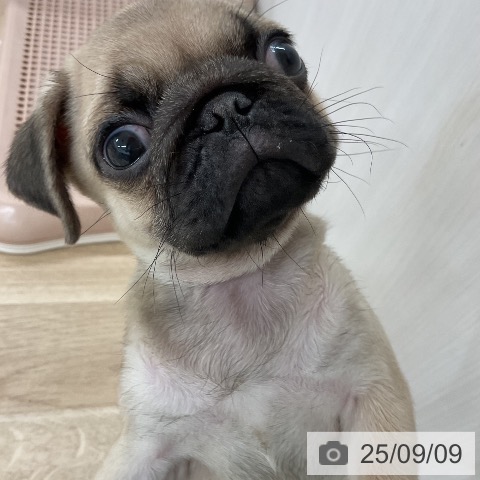 パグの写真