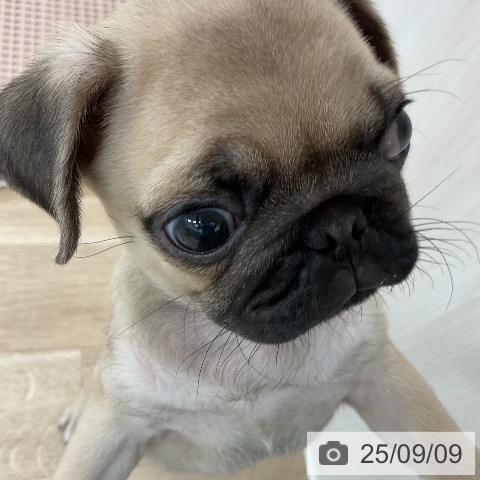 パグの写真