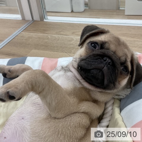 パグの写真
