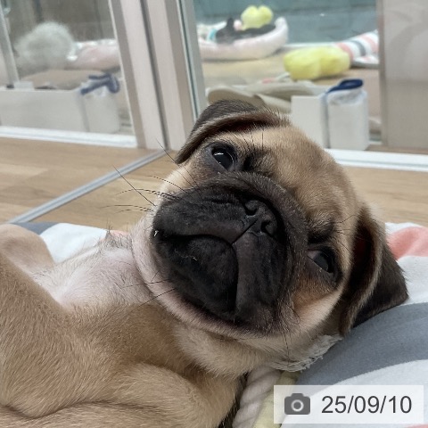 パグの写真