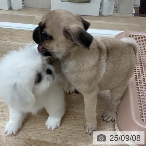 パグの写真