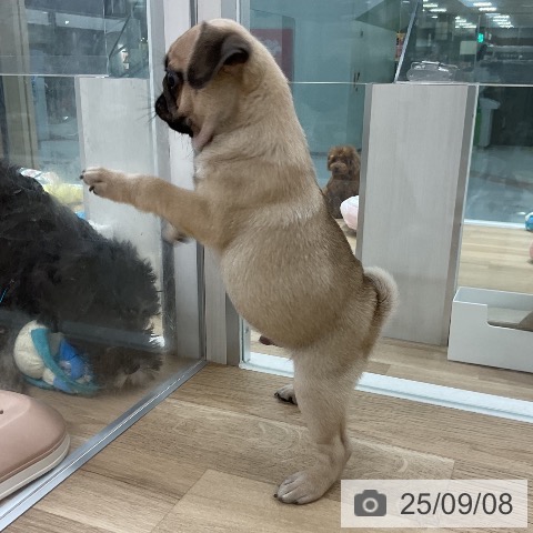パグの写真