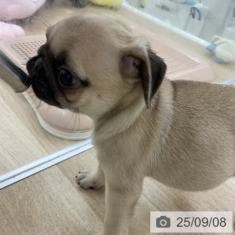 パグの写真