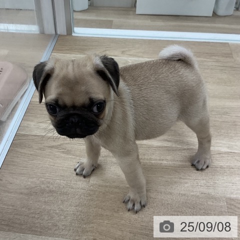 パグの写真