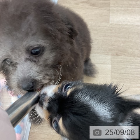 チワワの写真