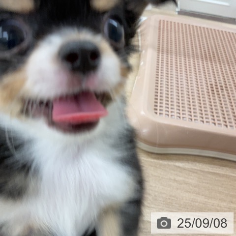 チワワの写真