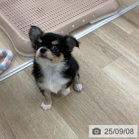 チワワの写真