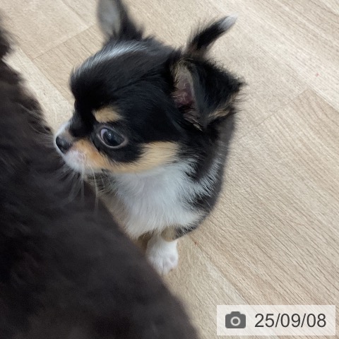 チワワの写真