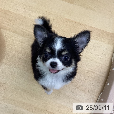 チワワの写真