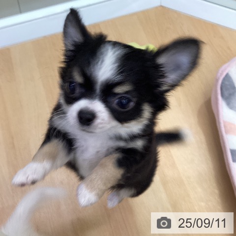 チワワの写真