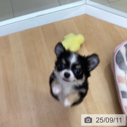チワワの写真