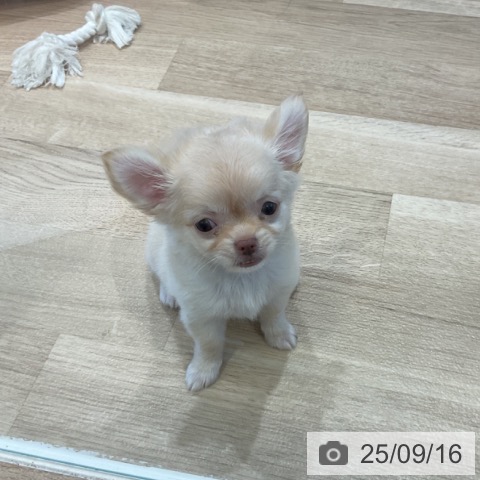 チワワの写真