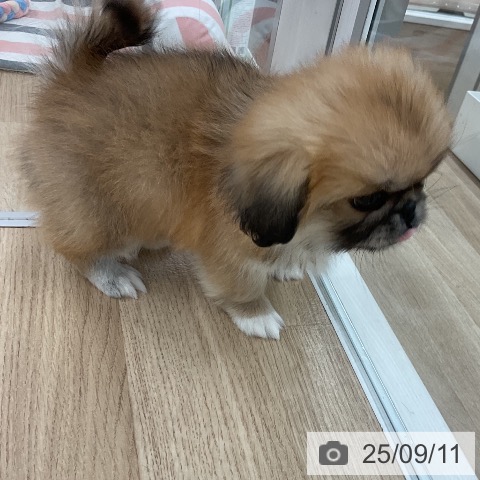 ペキニーズの写真