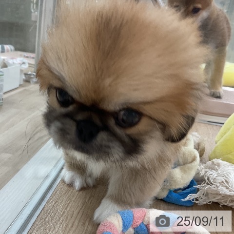 ペキニーズの写真