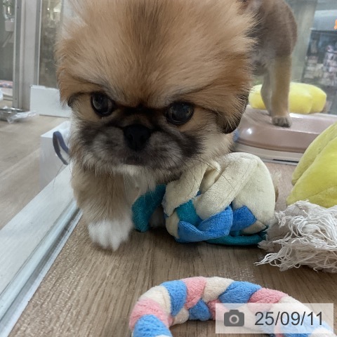 ペキニーズの写真