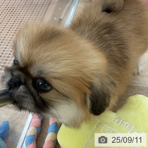 ペキニーズの写真