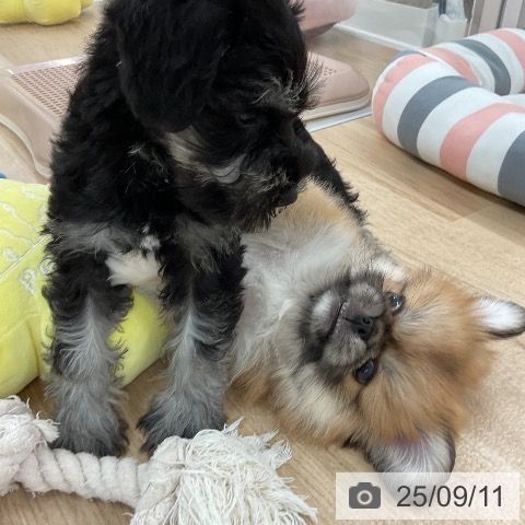 ペキニーズの写真