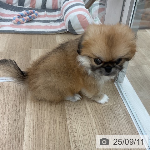 ペキニーズの写真