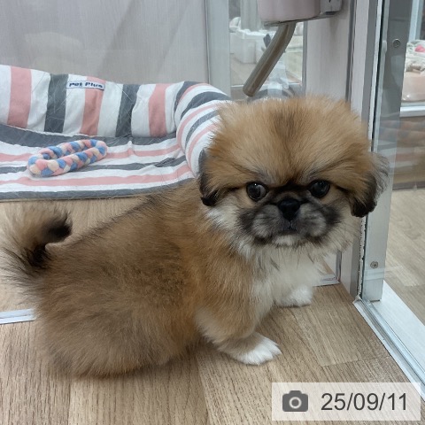 ペキニーズの写真