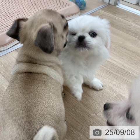 ペキニーズの写真