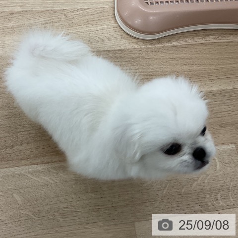 ペキニーズの写真